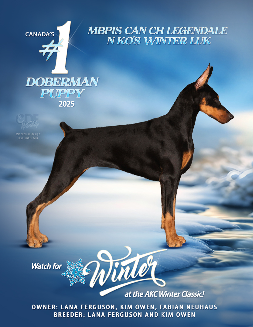 NEWS - Legendale Dobermans