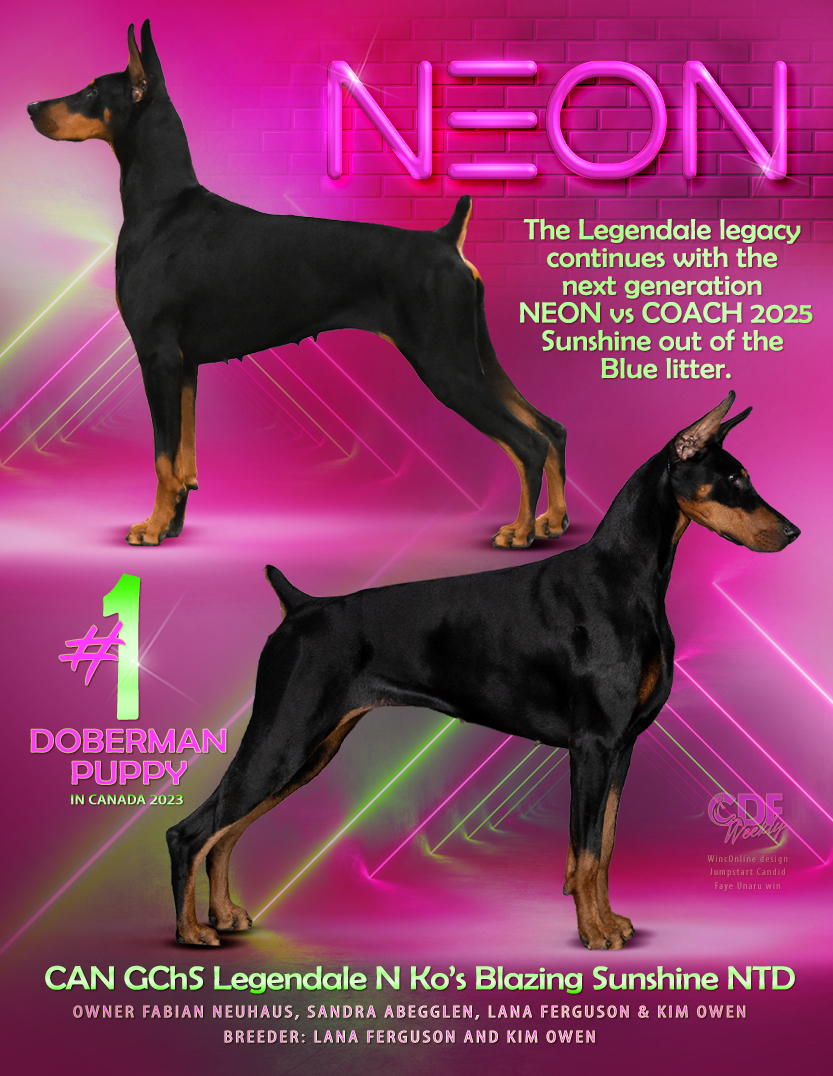NEWS - Legendale Dobermans